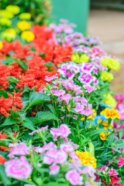 Dianthus chinensis flower