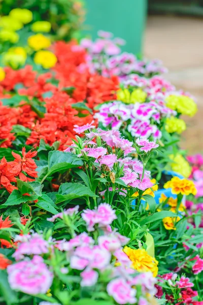 Dianthus chinensis flower