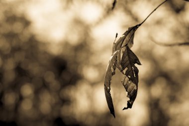 Ağaç üzerinde kuru yapraklar