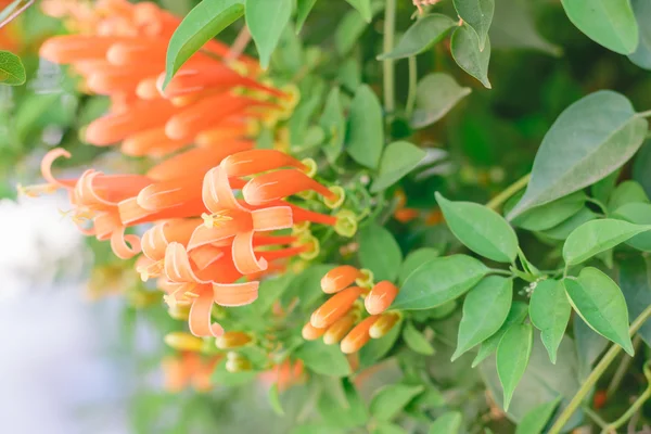 Orangefarbene Trompetenblume — Stockfoto