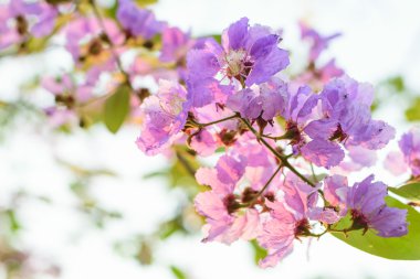  lagerstroemia macrocarpa çiçek