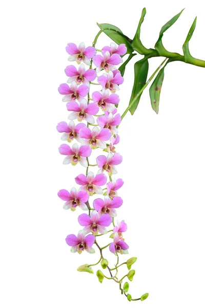 Krásné fialové orchidej květiny — Stock fotografie