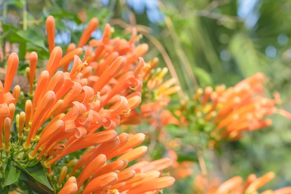 橙色的喇叭花 — 图库照片