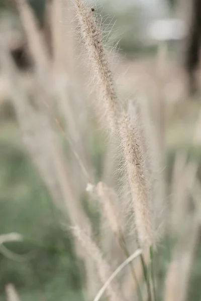 Flor de grama no jardim — Fotografia de Stock