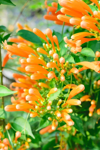 Orangefarbene Trompetenblume — Stockfoto