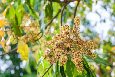  Doğa bahçesinde mango çiçeği