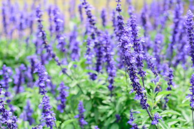 Ada çayı (salvia farinacea) çiçek mavi
