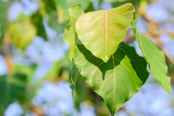 Green bodhi tree leaves — Stock Photo, Image