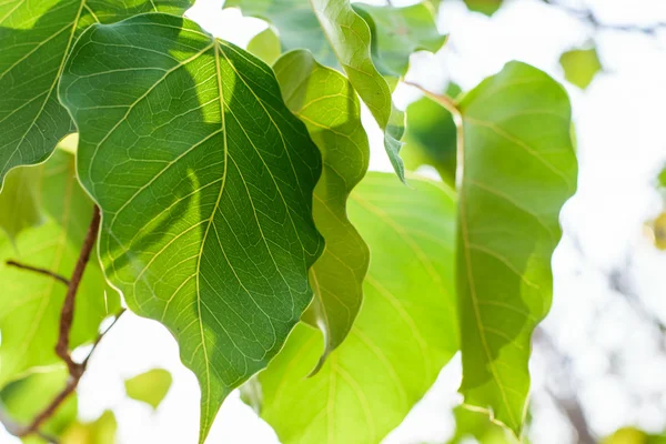 Green bodhi tree leaves — Stock Photo, Image