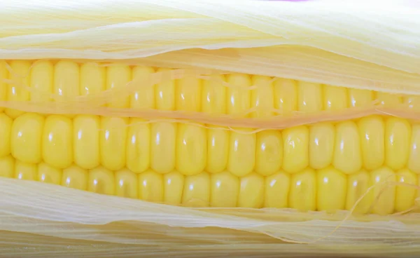 Verse organische maïs — Stockfoto