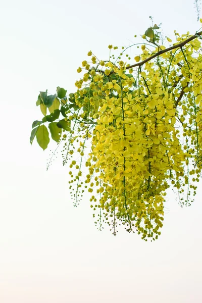 Gouden goudenregen — Stockfoto