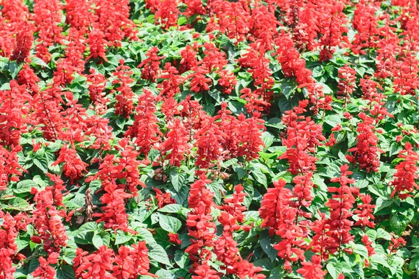 Fiore di salvia rosso — Foto Stock