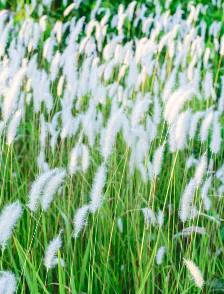 Bella di erba bianca e erba verde — Foto Stock