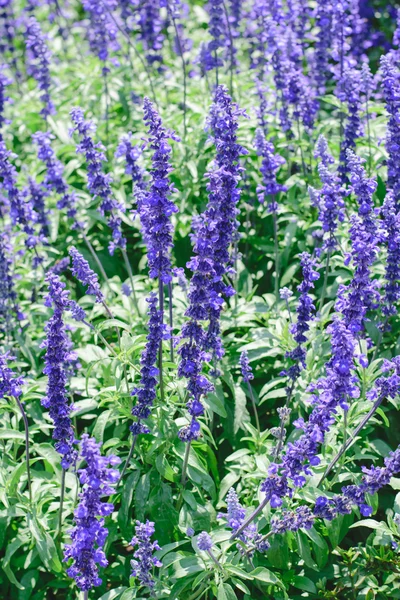 Salvia farinacea květiny — Stock fotografie