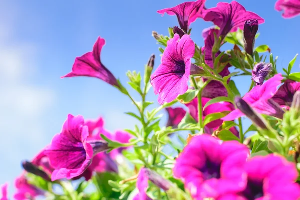 Petúnie květina v zahradě — Stock fotografie