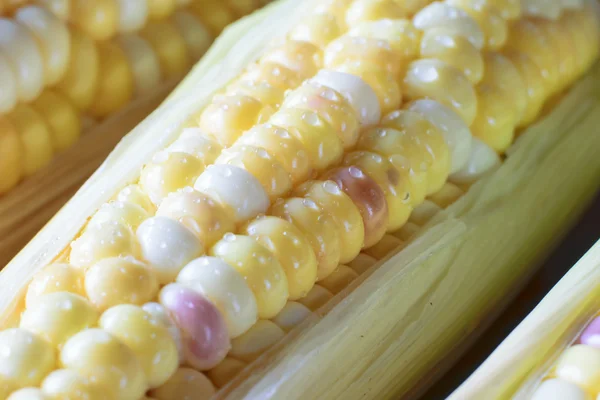 Fresh organic corn — Stock Photo, Image
