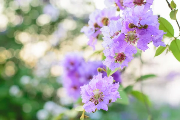 Квітка lagerstroemia macrocarpa — стокове фото