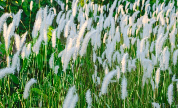 Schön von weißem Gras und grünem Gras — Stockfoto
