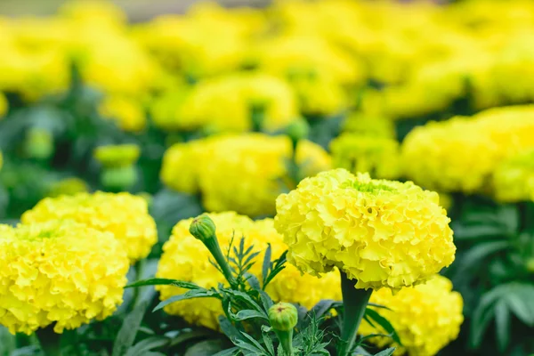 Yellow Marigolds flower — Stock Photo, Image