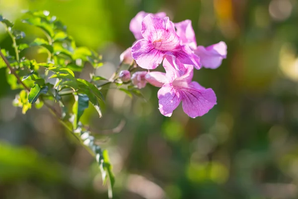 Schöne lila Blume — Stockfoto