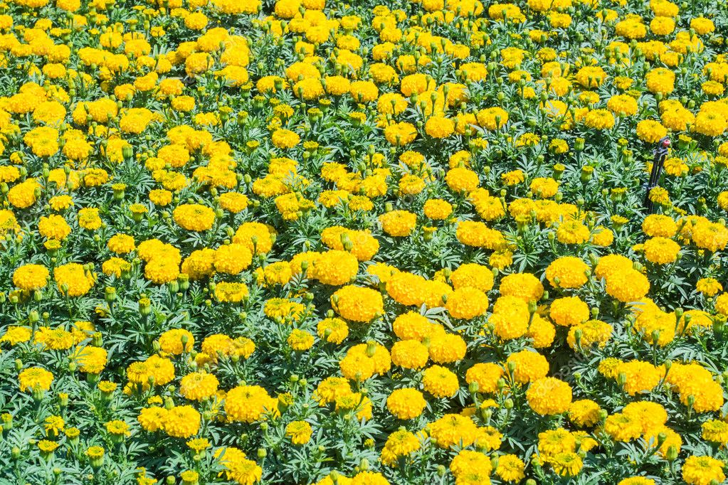Yellow Marigolds flower — Stock Photo © changephoto 113035480