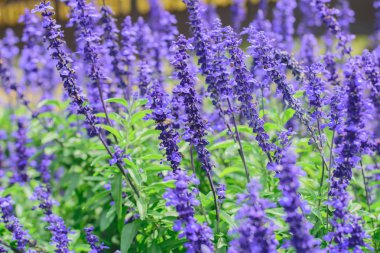 Ada çayı (salvia farinacea) çiçek mavi