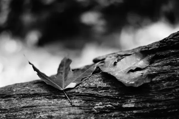 Dry leaves on ground — Stock Photo, Image