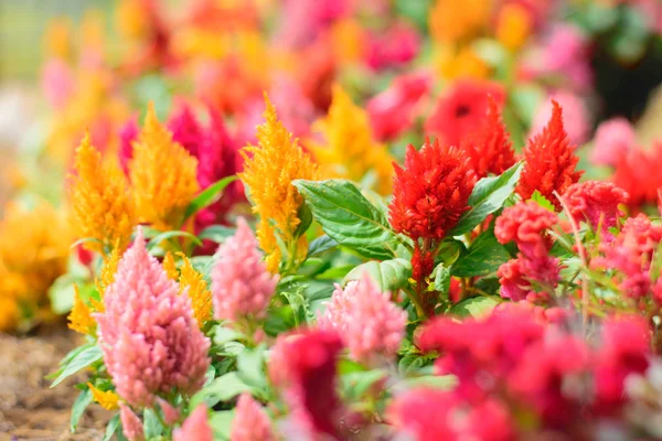 renkli cockscomb çiçek