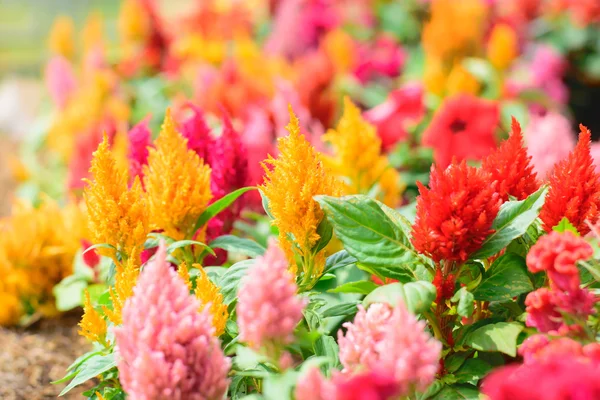 renkli cockscomb çiçek