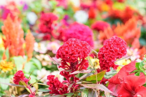 맨 드 라미 꽃 또는 중국 울 꽃 — 스톡 사진