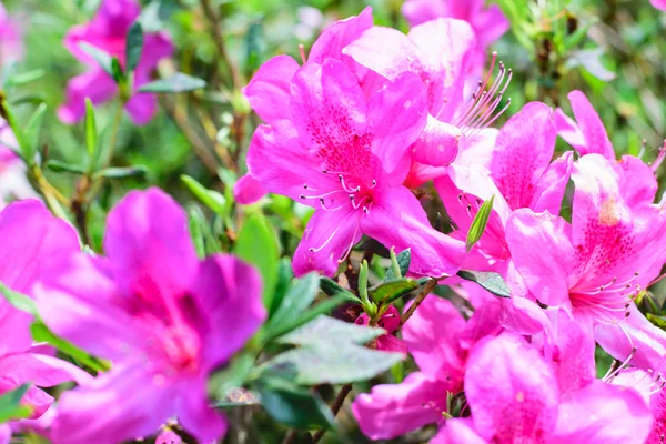 Kwiaty różowe magnolia — Zdjęcie stockowe