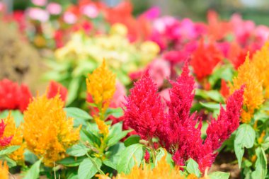 renkli cockscomb çiçek