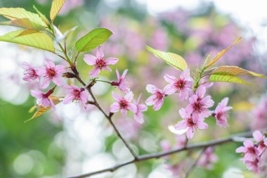  vahşi Himalaya kiraz