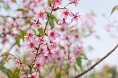 vahşi Himalaya kiraz çiçeklenme