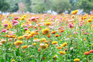 Helichrysum veya saman çiçek
