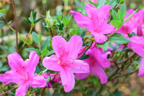 Квітів рожеві Магнолія — стокове фото