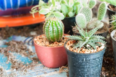 Kaktüs stok görüntü