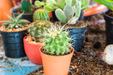 Kaktüs stok görüntü