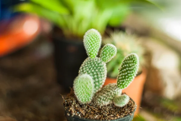 Image of cactus — Stock Photo, Image