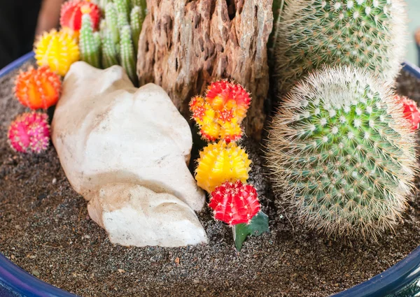 Close up image of cactus — Stock Photo, Image