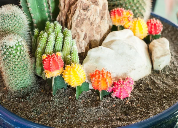 Close up image of cactus — Stock Photo, Image