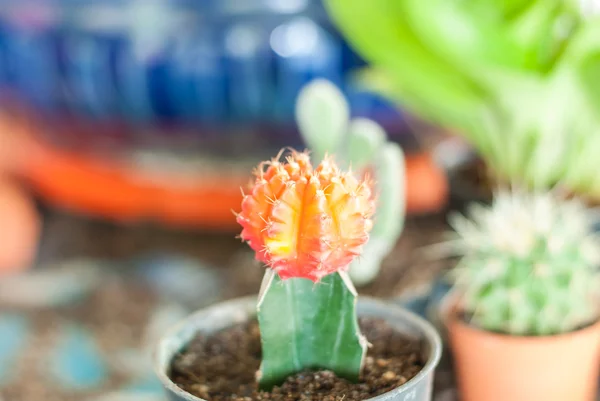 Stock image of cactus — Stock Photo, Image
