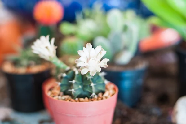 Close up of cactus flowers — Stock Photo, Image