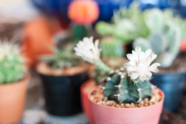 Flowering Cactus — Stock Photo, Image