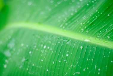 Su taze yeşil yaprağa damlar, beyaz yaprağa izole olur.