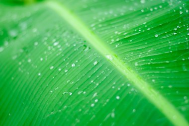 Su taze yeşil yaprağa damlıyor.