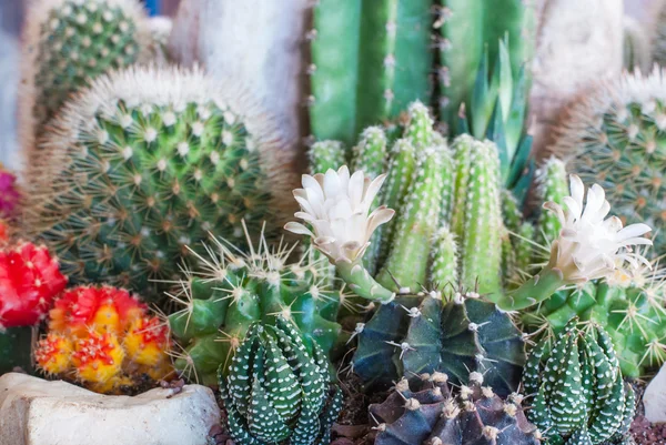 Flowering Cactus — Stock Photo, Image