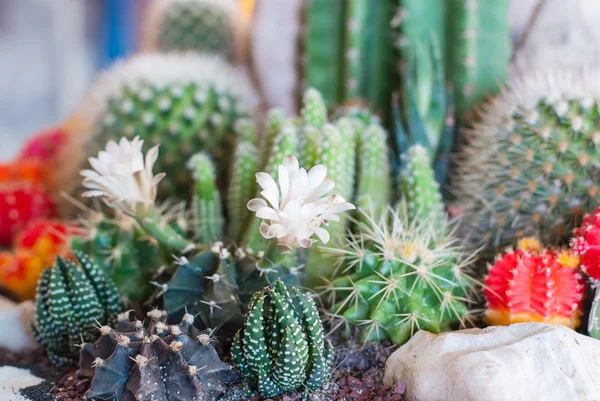 Kaktus berbunga — Stok Foto