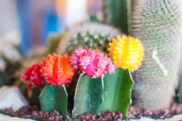 Beautiful cactus flower image at the gardens — Stock Photo, Image