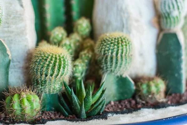 Cactus — Stock Photo, Image